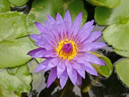 Lily Spring