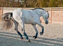 white horse at the fence