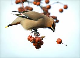 Bohemian Waxwing Bird