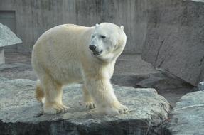 Polar Bear Zoo