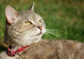 photo of a domestic cat with a red collar