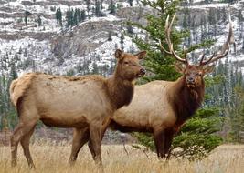 a couple of cute reindeer