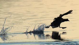 Coot Bird Water