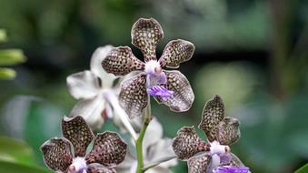 beautiful orchid in the garden
