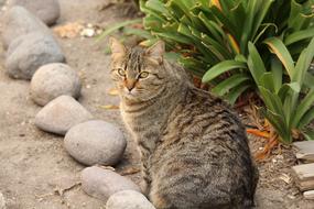 Beautiful, cute and colorful cat sitting among the stones and plants