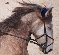Animals Horse