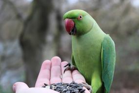 Parakeet Bird hand