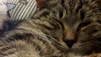 Cat Fur Domestic