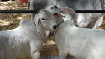 white Cows