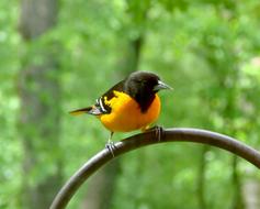 Bird Avian Baltimore Oriole