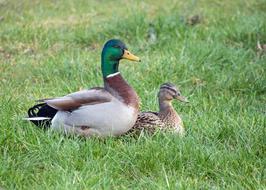 wild ducks in the grass in the field