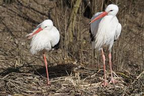 two White Storks in wild