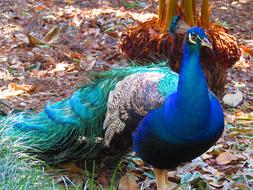 Beautiful and colorful peacock on a background of colorful autumn leaves