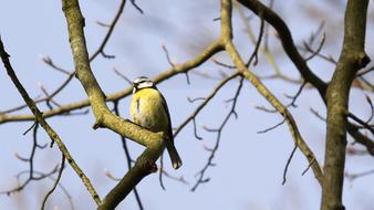 goodly yellow Bird Animal on tree branch