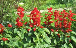 red wild flowers in the garden