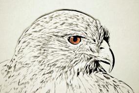 digital graphics bird drawing