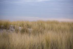 Dunes Marram grass in Kijkduin Netherlands