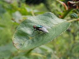 perfect Fly Wing and Leaf