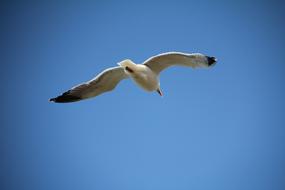 white seagull flying in the blue sky