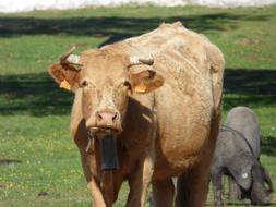 red cow with a bell on the neck at the farm