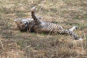 goodly Safari Tanzania cat