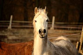 Horse Mold Thoroughbred Arabian