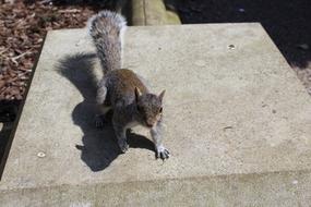 goodly Squirrel Outdoors