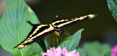 goodly Dovetail Butterfly