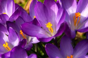 Crocus Spring Easter