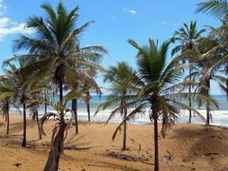 Brazilwood Costa-Do-Sauípe Shore