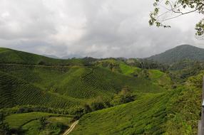 Tea Plantation Field