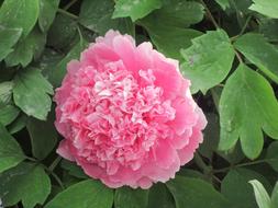 Peony