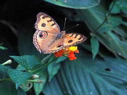 Peacock Pansy butterfly on flower