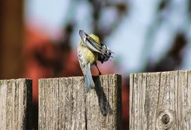 goodly Titmouse Bird Animal on wooden fence