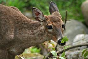 goodly Deer Animal Wild