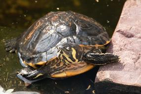 cute turtle in the water in the lake