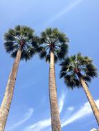 Palm Trees Blue Sky Tree