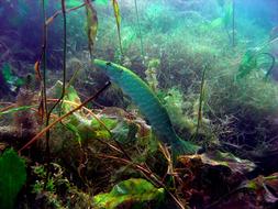 Pike Diving Underwater Photo