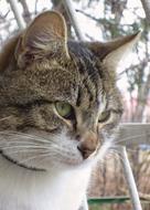 gray white Cat outdoor, Portrait