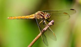 perched green Dragonfly Macro