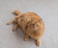 fat red cat lies on a gray carpet
