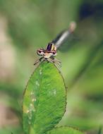 Dragonfly Insect Agrion
