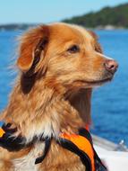 red dog in a life jacket on a boat