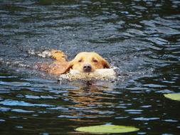 Labrador Dog Swimming in calm water