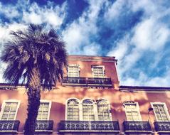 palm tree on the background of a red historic building