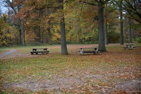 Park Trees
