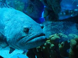 big fish in an aquarium