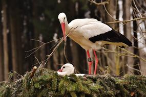 white stork in the forest in the nest