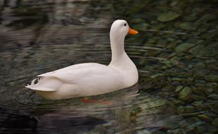 white duck on transparent water close-up