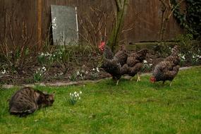 perfect Cat and Chickens